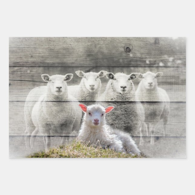 Feuille De Papier Cadeau Mouton d'agneau de bébé (Devant)