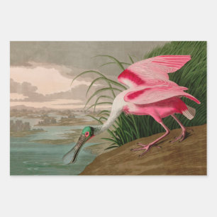 Feuille De Papier Cadeau Oiseaux d'Amérique de spatule de rose Audubon Impr
