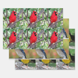 Feuille De Papier Cadeau Oiseaux Lover's - 3 Design - Toute l'occasion