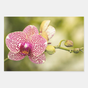 Feuille De Papier Cadeau Orchidée tachetée rose