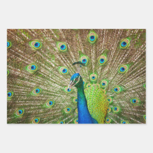 Feuille De Papier Cadeau Pacock