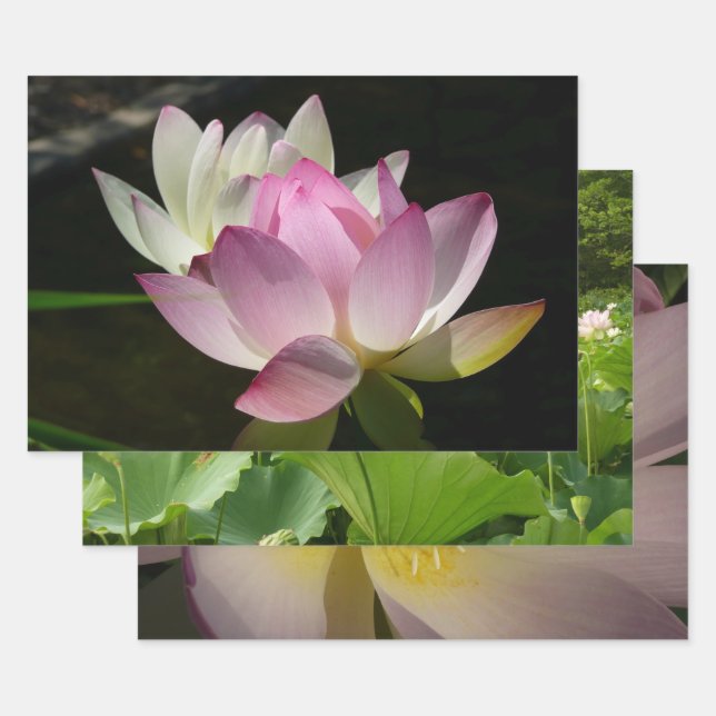 Feuille De Papier Cadeau Paire de fleurs de Lotus II (Lot)