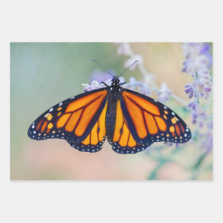 Feuille De Papier Cadeau Papillon monarque