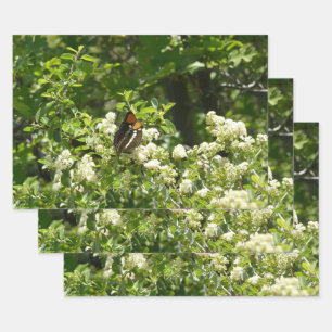 Feuille De Papier Cadeau Papillon-soeur de Californie en Yosemite