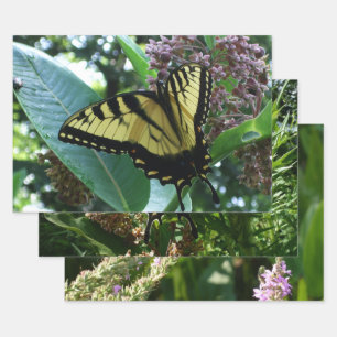 Feuille De Papier Cadeau Papillon Swallowtail I sur Asclépiade à Shenandoah