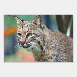 Feuille De Papier Cadeau Photo de Bobcat Wildlife