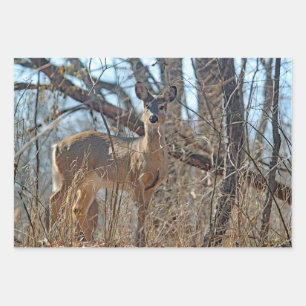 Feuille De Papier Cadeau Photo de la faune Deer Woods