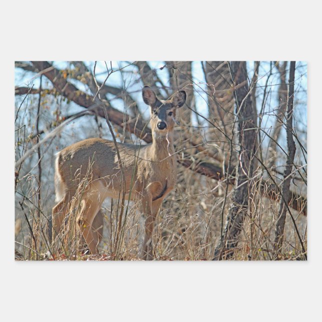 Feuille De Papier Cadeau Photo de la faune Deer Woods (Devant)