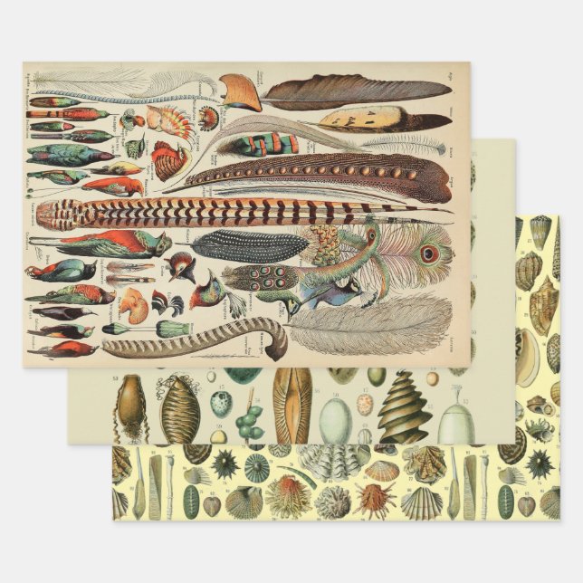 Feuille De Papier Cadeau Plumes d'oiseaux sauvages Antique (Lot)