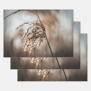 Feuille De Papier Cadeau Reed Nature Photo