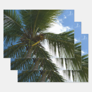 Feuille De Papier Cadeau Regard sur le palmier à coco Nature tropicale