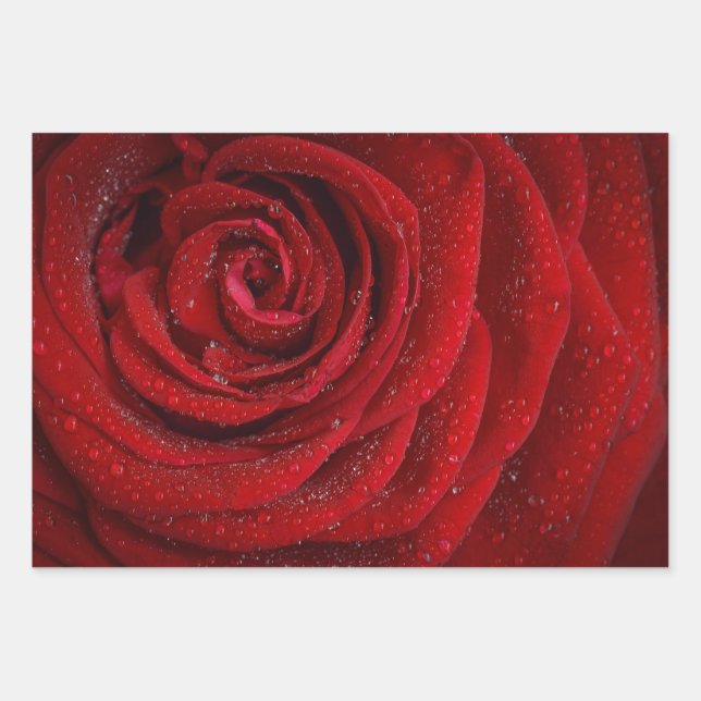 Feuille De Papier Cadeau Rose rouge florale romantique (Devant)