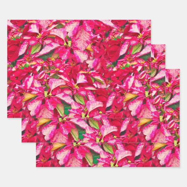 Feuille De Papier Cadeau Rouge Poinsettias modèle floral de Noël (Lot)
