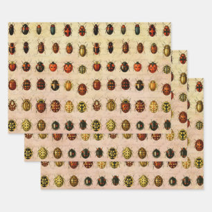 Feuille De Papier Cadeau Spécimen de coccinelle vintage Motif Insecte antiq