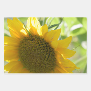 Feuille De Papier Cadeau tournesol jaune près