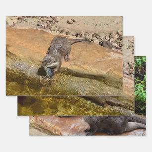 Feuille De Papier Cadeau Trois Otter, Enveloppement Cadeau, Découpage, Feui
