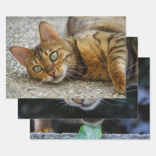Feuille De Papier Cadeau Trois Photos De Chat Bengale