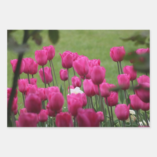 Feuille De Papier Cadeau Tulipes au Palais Royal (Devant)