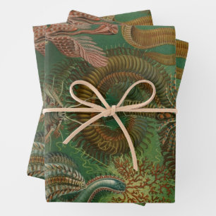 Feuille De Papier Cadeau Vers Annélides Chaetopoda par Ernst Haeckel