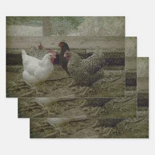 Feuille De Papier Cadeau Vieux Bécasseau Vintage Pays Bécasseau Poulet