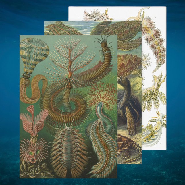 Feuille De Papier Cadeau Vintage Ernst Haeckel Marine Life Designs (Vintage Ernst Haeckel Marine Life Designs Wrapping Paper Sheets)