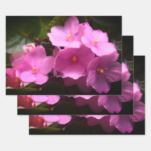 Feuille De Papier Cadeau Violette rose Africaine Saintpaulia Fleurs