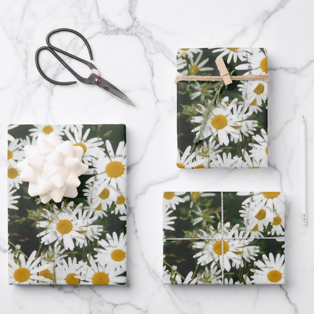 Feuille De Papier Cadeau White Oxeye Daisy Meadow (Recto)
