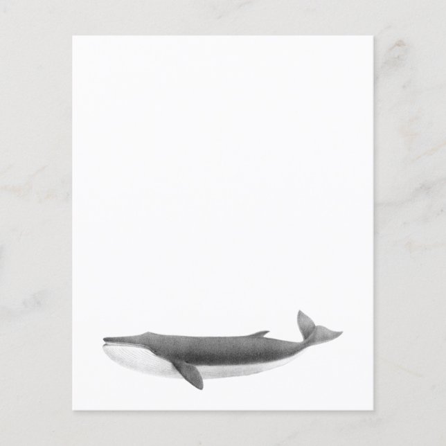 FEUILLE DE PAPIER DE BALEINE (Devant)