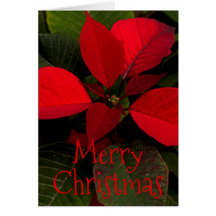 Feuille de poinsettia rouge personnalisée