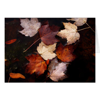 Feuille d'érable dans l'étang