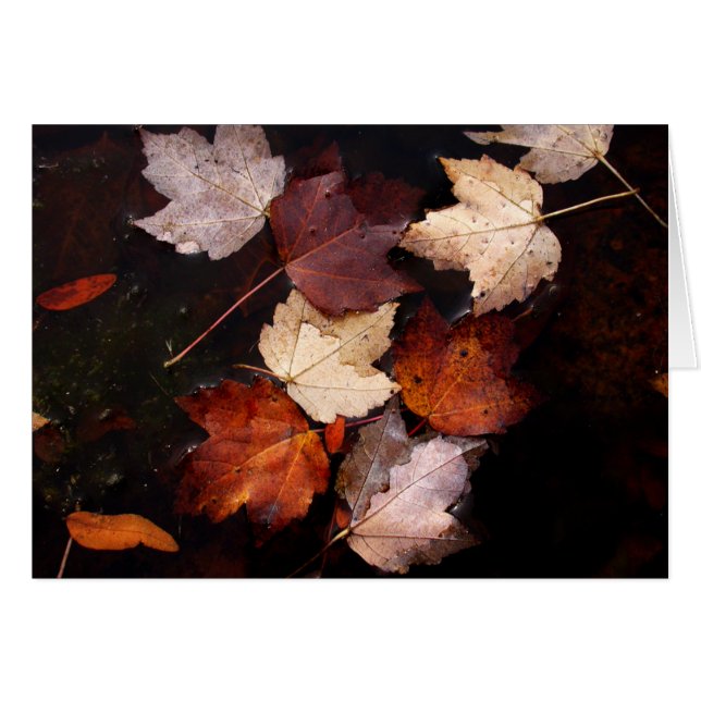 Feuille d'érable dans l'étang (Devant horizontal)