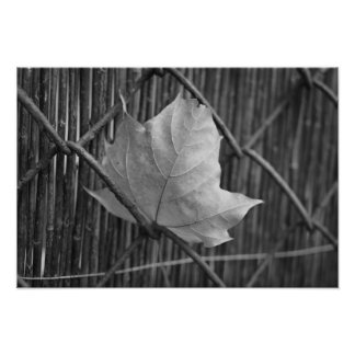 Feuille d'érable sèche - Photo
