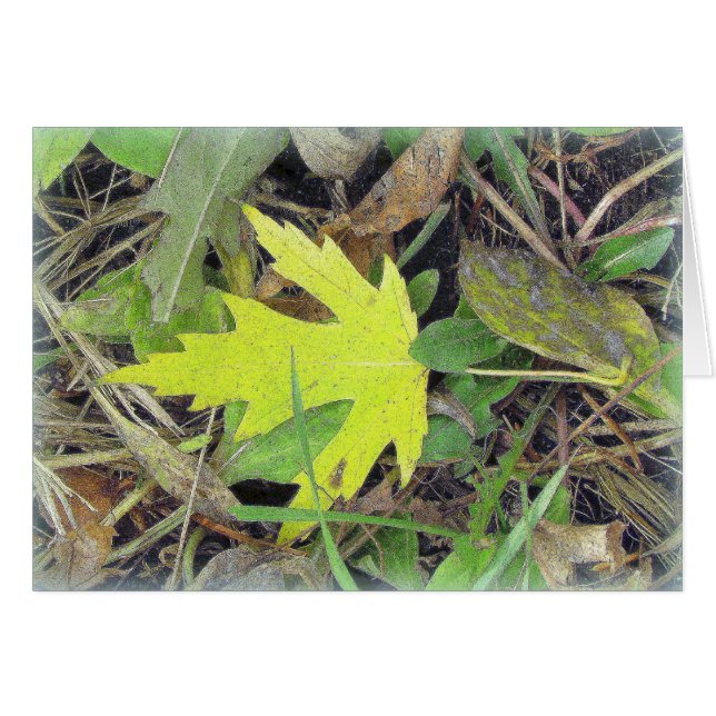Feuille d'érable sur l'herbe (Devant Horizontal)