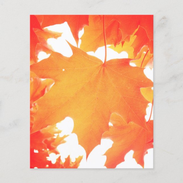 Feuille d'érable teintée orange (Devant)