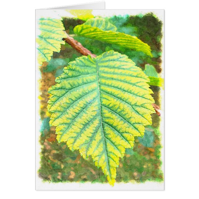 Feuille d'orme en automne (Devant)