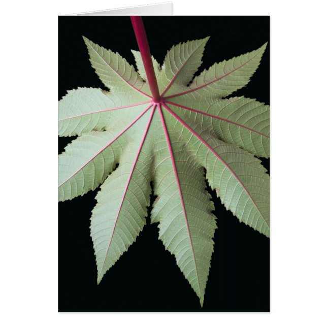 Feuille et tige (Devant)