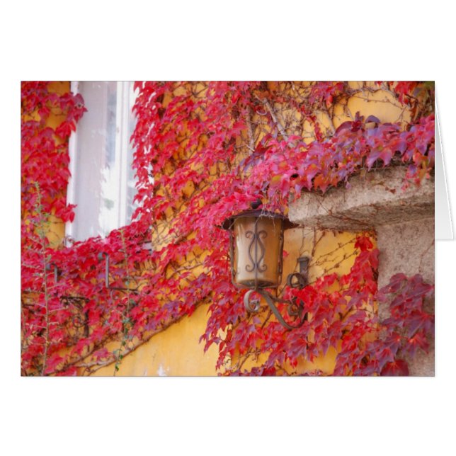 Feuille rouge (Devant horizontal)