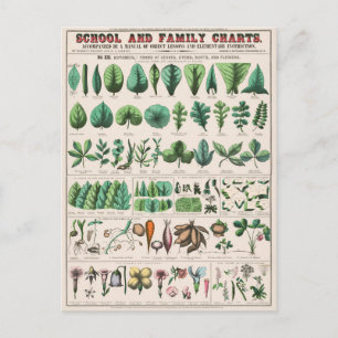 Feuille Stem Root Plante Vintage Botanique Carte p