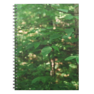 "Feuille sur un arbre…" Carnet de photographie de