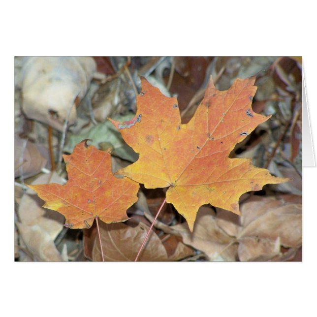 Feuilles automnales (Devant horizontal)