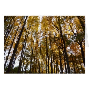 Feuilles d'automne au matin Maryland Nature