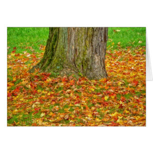 Feuilles d'automne autour de l'arbre