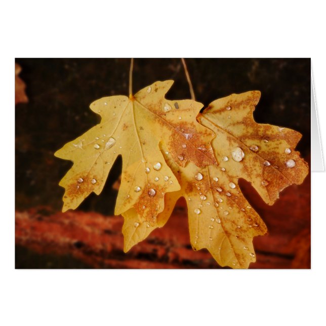 Feuilles d'automne avec gouttes de pluie, vierge à (Devant horizontal)