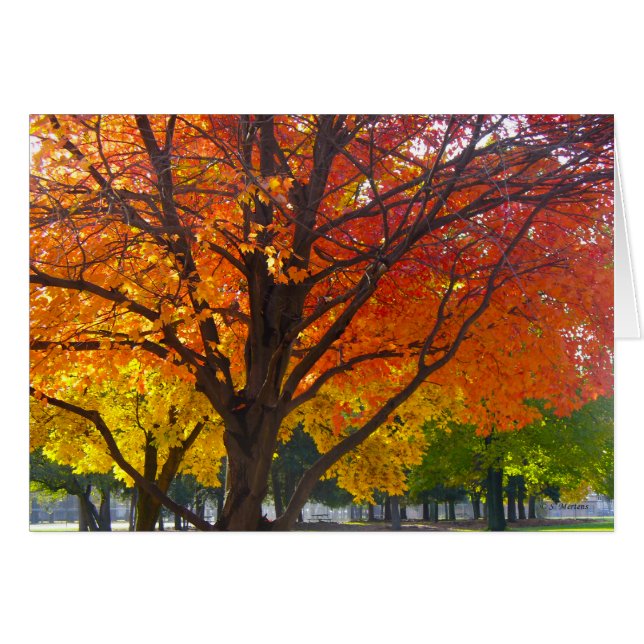 Feuilles d'automne de la photo jaune et orange (Devant Horizontal)