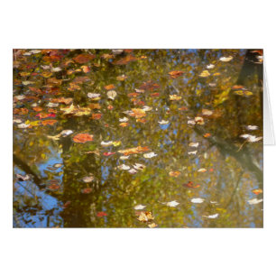Feuilles d'automne et reflet du ruisseau à Greenbe