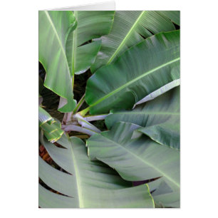 Feuilles de bananes