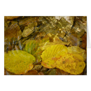 Feuilles de bouleau jaune dans le ruisseau