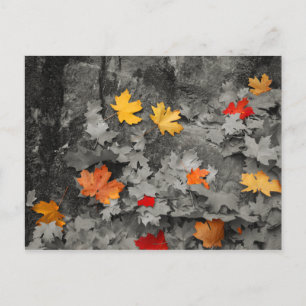 Feuilles de couleur dans une carte postale du mond
