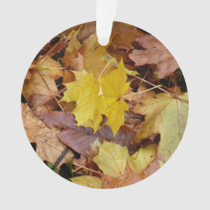 Feuilles de Érable Tombées Jaune Automne Nature