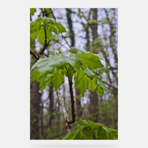 Feuilles de forêt après la pluie – Wild Nature Rom